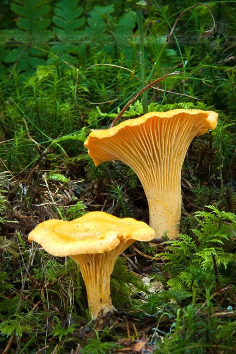 Cantharellus Cibarius, Mushroom Man, Mushroom Cake, Yellow Mushroom, Mushroom Pictures, Mushroom Crafts, Mushroom Tattoos, Forest Fruits, Yard Sculptures