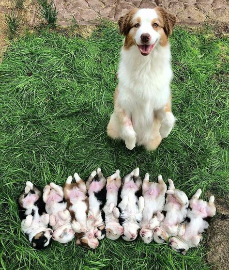 109 Proud Dog Mommies With Their Puppies (New Pics) | Bored Panda Puppy Litter, Newborn Puppies, Dog Mommy, Cute Dogs And Puppies, Little Puppies, How To Show Love, Happy Dogs, Animal Memes, Pitbull