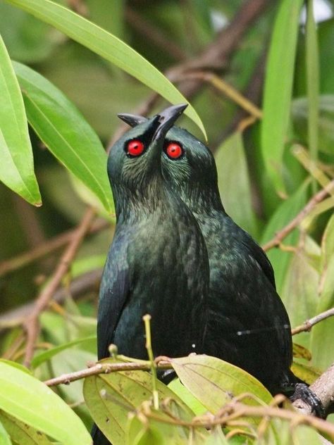 The Asian glossy starling (Aplonis panayensis) Animals In Motion Photography, Asian Glossy Starling, Scary Birds, Asian Birds, Unique Birds, Scary Eyes, Animal Study, Interesting Animals, Pretty Animals