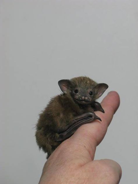 OOAK BABY BUMBLEBEE BAT - Megabats (Flying-Fox, Fruit bat) and Microbats Bumblebee Bat, Bat, A Small, Wall, White