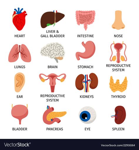 Human Body Internal Organs, Body Internal Organs, Body Anatomy Organs, Human Body Vocabulary, Anatomy Organs, Human Organs, Human Body Organs, Medical Pictures, Human Organ