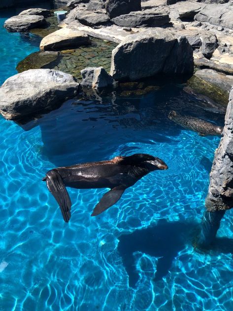 Things to Do in Connecticut with Kids - Visting Mystic Aquarium with Family Mystic Aquarium Connecticut, Eric Core, Things To Do In Connecticut, Mystic Aquarium, Sea Life Creatures, Prom 23, Harbor Seal, Fur Seal, Beluga Whale