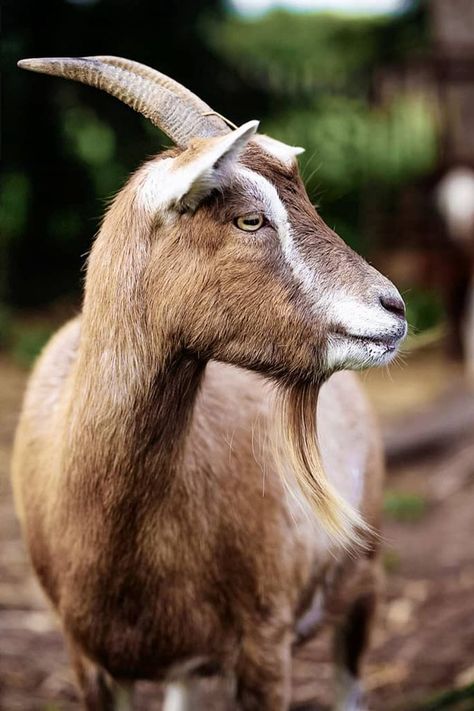 Cute Farm Animals, Cute Goats, Goat Farming, Barnyard Animals, Silly Animals, Animal Heads, Country Farm, Weird Animals, Farm Yard