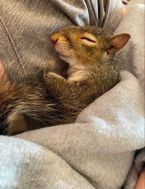 Baby squirrel sleeping on lap ❤️❤️ My My, Rainbow, Pet