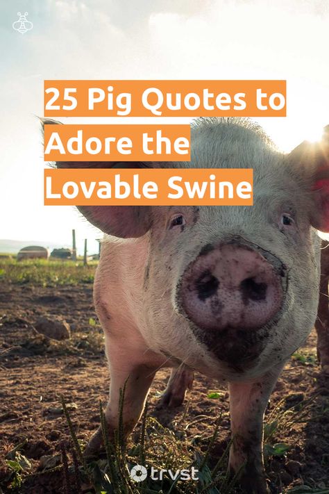 "25 Pig Quotes to Adore the Lovable Swine"- The mud-loving domestic pig we are familiar with is part of the Suidae family, together with hogs and swine for a total of 16 species. We have prepared plenty of pig quotes, ranging from the humorous to the profound, that will provide a glimpse into our... #trvst #quotes #biodiversity #animals #family #explore #wildlife #nature #geology #takeaction #animallovers #forscience #natural Pig Quotes Funny, Piggy Quotes, Pig Quotes, Pigs Quote, Muddy Pigs, Raising Pigs, Ugly Animals, Vegan Quotes, Funny Pigs