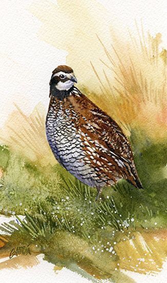 Bird Art Projects, Bob White Quail, Nest Painting, Bird Nest Painting, Water Colour Ideas, Bobwhite Quail, Hunting Pictures, Art To Paint, Bird Watercolor Paintings