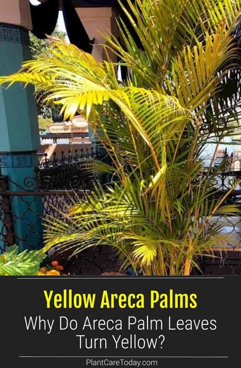 Areca Palm Outdoor Landscape, Areca Palm Care, Palm Plant Indoor, Areca Palm Indoor, Palm Plant Care, Palm Tree Care, Areca Palm Plant, Majesty Palm, Majestic Palm