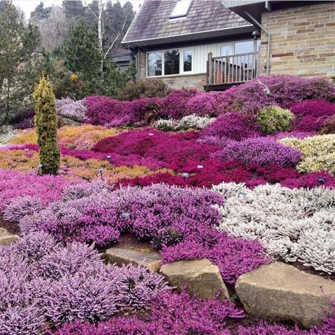 Heather Gardens, Small Evergreen Shrubs, Garden Front Of House, Heather Plant, Winter Gardening, Sloped Garden, Ground Cover Plants, How To Attract Birds, Winter Garden