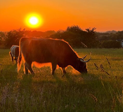 #denmark #field #sunset #goldenhour #cow #grass Relaxing Pics, Farm Sunrise, Classical Landscape, Watercolor Negative Painting, Sunset Field, Country Backgrounds, Background Hd Wallpaper, Grass Field, Western Aesthetic