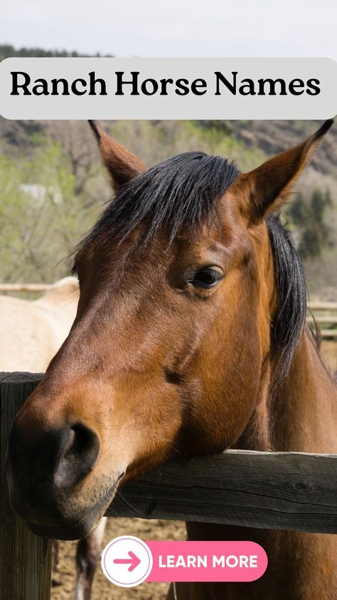 Are you looking for an inspiring and meaningful name for your ranch horse? Look no further - we've got you covered! Check out our list of 140+ ranch horse names and find the perfect one for your loyal steed! Whether you want something unique or something with a special meaning, you'll find the perfect fit here. #RanchHorseNames #Animals #Horses Cremello Horse Aesthetic, Horse Names With Meanings, Western Animal Names, Horse Names Unique Mare, Gelding Horse Names, Western Horse Names, Horse Names List, Cute Horse Names, Horse Show Names