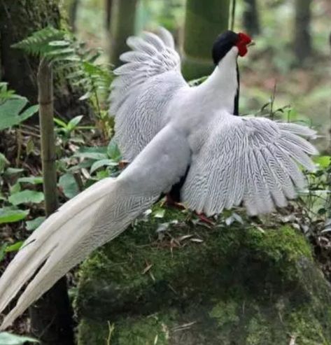 SILVER PHEASANT Silver Pheasant, Wild Chicken, Peacock And Peahen, Pheasant, Art Pictures, Old World, Beautiful Birds, Birds, Drawings