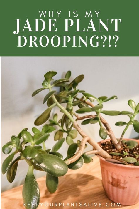 Jade Tree Care, Jade Plants Care, Jade Plant Care Indoor, Jade Propagation, Propagate Jade Plant, Jade Plant Pruning, Inside House Plants, Houseplant Decor, Houseplant Tips