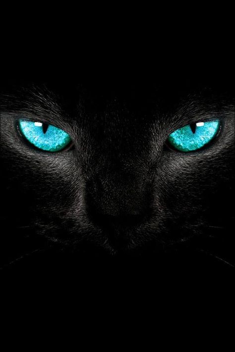 A Black Cat, One Eye, In The Dark, A Black, Black Cat, Close Up, Yellow, Black