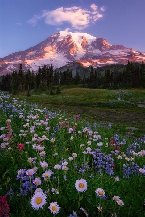 House In Flower Field, Spring Photos Nature, Slay Background, Mom Background, Calm Nature, Drømme Liv, Corak Bunga, Fotografi Alam Semula Jadi, Pretty Landscapes