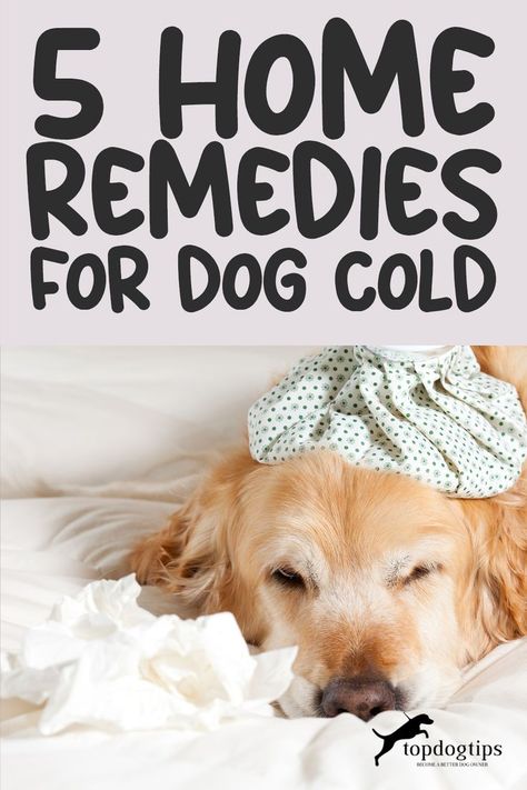 54 Home Remedies for Dog Cold Sick Dog Remedies, Cold Sick, Dog Coughing, Dog Cold, Cold Relief, Dog Remedies, Sick Remedies, Cold Medicine, Cold Sores Remedies