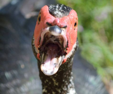 If one has ever observed a duck parting its beak, it may give the impression of witnessing duck teeth akin to those found in other organisms. These organisms possess diminutive, serrated dental structures located within their oral cavities. Ducks are avian species characterized by their relatively short necks, belonging to the Anatidae family. They possess [...] The post The Duck Teeth and Its Mysteries appeared first on Pestclue. Duck Teeth, Baleen Whales, Short Neck, Marine Environment, A Duck, Bird Seed, The Duck, Types Of Food, Cavities