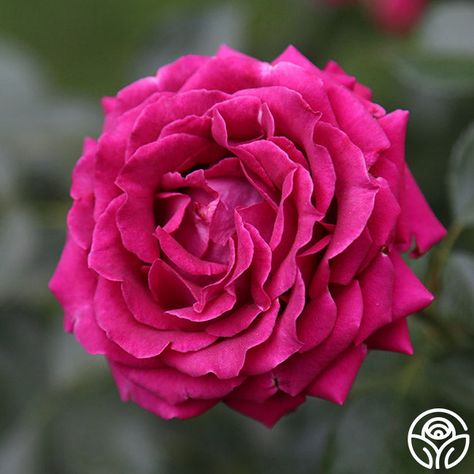 Like a favorite pair of heels, Stiletto™ makes a bold statement with her unfading, deep magenta blooms against dark, glossy foliage. She may be a traditional Hybrid Tea but bursts with bright color and fruity, citrus fragrance. Stiletto™ is incredibly disease-resistant and powerfully vigorous on her own roots. This rose is a showstopper that will never go out of style. Pink Fragrance, Deep Magenta, Heirloom Roses, Types Of Roses, Citrus Fragrance, Rose Arrangements, Pink Bouquet, Pink Blossom, Beautiful Flowers Pictures