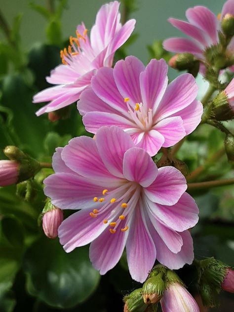 Lewisia Flower Tattoo, Lewisia Flower, Deer Skull Tattoos, Deer Skull, Deer Skulls, Navidad Diy, Green Plants, Fairy Garden, Biology