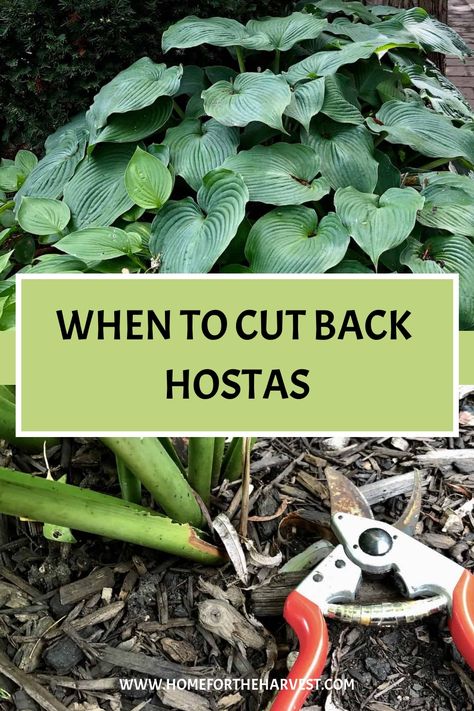 So many shady garden spots are home to hosta plants! Hosta is an herbaceous perennial plant, meaning that the leaves die back to the ground in the winter. But when should hostas be cut back? Hostas should be cut back in late fall. Healthy hosta leaves can be left on the plant in early fall to captur… Plantain Lily Hosta, Hosta Care In Fall, What To Plant With Hostas Flower Beds, When To Split Hostas, Hosta And Daylily Garden, Different Types Of Hostas, Replanting Hostas, Pruning Hostas In Fall, Hosta Care Tips