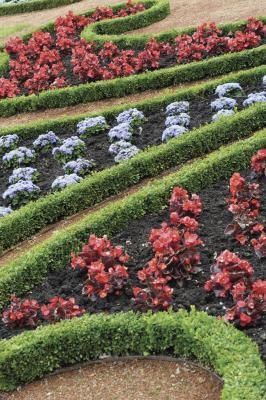 Can Boxwood Bushes Be Rooted From Branches? Green Velvet Boxwood, Boxwood Bush, Boxwood Landscaping, Green Tower, Box Wood Shrub, Boxwood Plant, Broadleaf Evergreen, Boxwood Hedge, Formal Garden