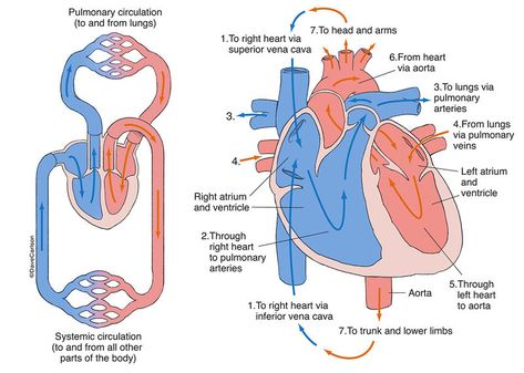 Cardiovascular System | Human Anatomy | Life Science & Biomedical | Carlson Stock Art Blood Circulation Diagram, Diagram Of Heart, Heart Flow, Heart Circulation, Human Heart Anatomy, Nurse Study Notes, Arteries And Veins, Medical Student Study, Heart Anatomy