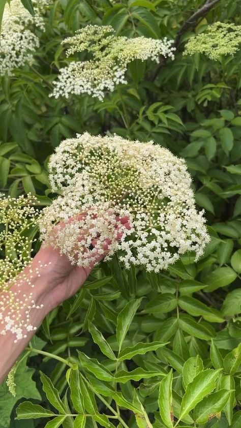 Poison Hemlock, Water Hemlock, Witchy Garden, I Said, Eden, Canning, Health, Water, Plants