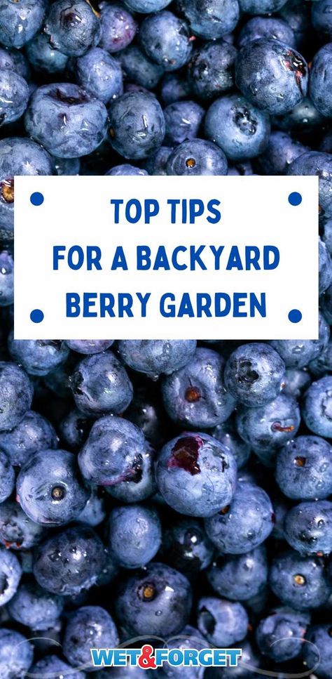 Berries Garden Layout, Backyard Berry Garden Design, Berry Patch Layout, Berry Garden Layout, Planting Berries, Garden Berries, Blueberry Gardening, Everbearing Strawberries, Blueberries And Raspberries