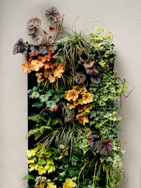 Hanging Garden Ideas, Vertikal Garden, Vertical Garden Plants, Garden Arch Trellis, Wall Hanging Decorations, Blush Shades, Peach Walls, Vertical Garden Design, Garden Fence Panels