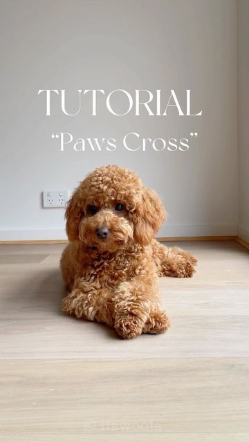 Oliver & Winky Woof | Cavoodles on Instagram: "Crossing our paws for a new TRICK! 🐾 This is going to make your cute photos even cuter! Here’s step by step guide to teach your pup to cross paws. 1. Make sure your pup knows to give paw (refer to our tutorial. There’s a guide to find them easily!). Ask the pup to drop (refer to roll over tutorial) 2. Place your hand across and ask for the paw. Repeat and reward. Once thorough introduce the command and hand signal. 3. Do the hand signal from a d Cool Dog Tricks, Dog Tricks Easy, Puppy Training Guide, Teach Dog Tricks, Puppies Tips, Puppy Training Tips, Maltipoo Puppy, Cute Animals Puppies, Dog Hacks