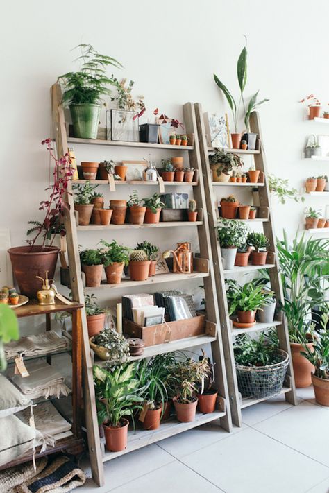 Object of Desire: Wooden Ladder Bookshelf for Plants: Gardenista Mid Century Modern Plants, Indoor Plant Shelves, Tanaman Indoor, Interior Boho, نباتات منزلية, Support Pour Plante, Modern Plant Stand, Diy Plant Stand, Room With Plants