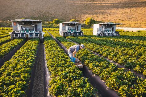 Automated Harvest Is Coming. What Will it Mean for Farmworkers and Rural Communities? | Civil Eats Modern Farming, Rural Community, Modern Agriculture, Cash Crop, Farm Activities, Environmental Change, Sustainable Farming, Organic Farming, Market Research