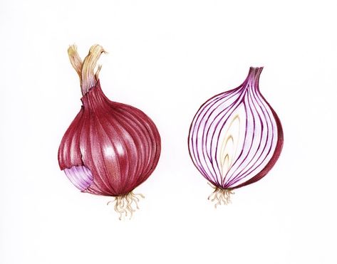 Hand drawn watercolor of red onion | free image by rawpixel.com Onion Illustration, Kitchen Colourful, Onion Drawing, Seed Illustration, Book Drawings, Vegetable Drawing, Flamingo Illustration, Kindle Stickers, Vegetable Illustration