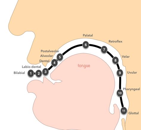 IPA Chart for Language Learners sound placement mouth Speech Anatomy, Piercings Placement, Place Of Articulation, Ipa Chart, Speech Language Pathology Grad School, Linguistics Study, Speech Therapy Activities Language, Speech Therapy Tools, Mouth Piercings