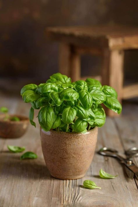 Love the taste of fresh basil? Go buy a bundle and learn how to preserve it quickly and easily! #Herbs #Cooks #KitchenTips Basil Pot, How To Preserve Basil, Preserve Fresh Basil, Potted Basil, Basil Flowers, Preserving Basil, Types Of Basil, Dried Basil Leaves, Shadow Plants