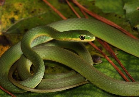 Rough Green Snake Enclosure, Rough Green Snake, Green Tree Snake, Tree Snake, Snake Green, Snake Enclosure, Animal Reference, Pet Snake, Green Snake