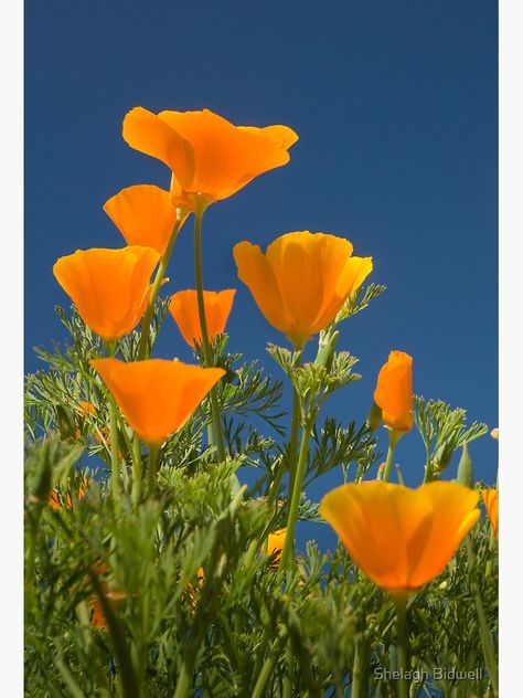 Orange Flowers Aesthetic, Poppies Tattoo, Fleur Orange, Orange Poppy, Flowers Aesthetic, Orange Aesthetic, California Poppy, Aesthetic Painting, Poppy Flower