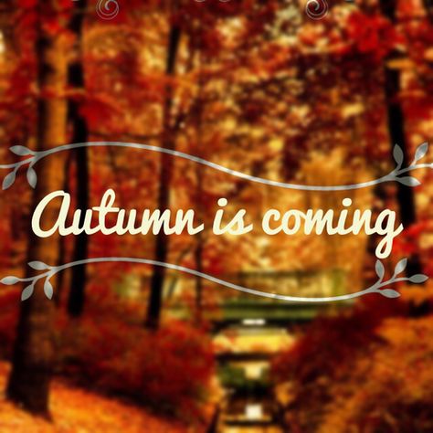 October Country, Herbst Bucket List, Autumn Is Coming, Crunchy Leaves, Happy Autumn, Apple Trees, Halloween Photo, Autumn Magic, Autumn Scenes