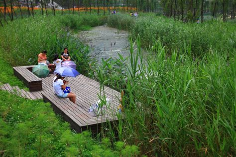 Image 8 of 23 from gallery of Minghu Wetland Park / Turenscape. Photograph by Turenscape Wetland Park, Piscina Natural, Landscape And Urbanism, Landscape Architecture Design, Urban Park, River Park, River Bank, Water Management, Rain Garden