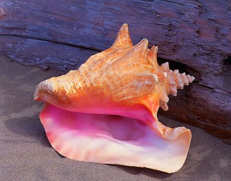 25+ best ideas about Conch shells on Pinterest | Sea shells, Conch ... Seashell Photography, Seashells Photography, Ayurveda Life, Ocean Treasures, She Sells Seashells, Shell Beach, View Photo, Nature Tattoos, Conch Shell