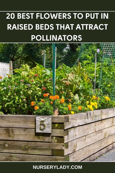 20 Best Flowers for Raised Garden Beds, 
Pollinator-Attracting Flowers, 
Raised Bed Gardening Ideas, 
Colorful Flowers for Pollinators, 
Perennial Flowers for Raised Beds, 
Attracting Bees and Butterflies to Your Garden, 
Raised Garden Design with Pollinator-Friendly Flowers, 
Flowers to Attract Bees and Birds, 
Raised Garden Planting for Pollinator Habitat, 
Beautiful Flowers for Raised Garden Boxes. Raised Bed Pollinator Garden, Best Flowers For Raised Flower Beds, Raised Bed Perennial Garden, Flowers In Raised Garden Beds, Raised Flower Beds In Front Of House, Plants For Raised Beds, Vegetable Beds Raised, Pollinator Plants, Raised Flower Beds