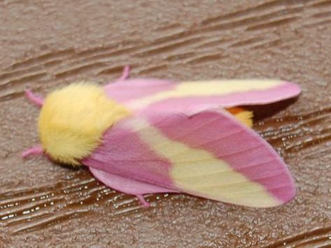 Rosey Maple Moths, Poodle Moth, Maple Moth, Pink Moth, Rosy Maple Moth, Cute Moth, Cool Insects, Idee Pasto, Cool Bugs