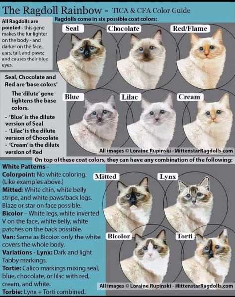 Types Of Ragdoll Cats, Ragdoll Cat Colors Patterns, Ragdoll Colors Chart, Different Cat Colors, Blue Ragdoll Cat, Rare Cat Colors, Ragdoll Cat Drawing, Ragdoll Colors, Ragdoll Cat Art