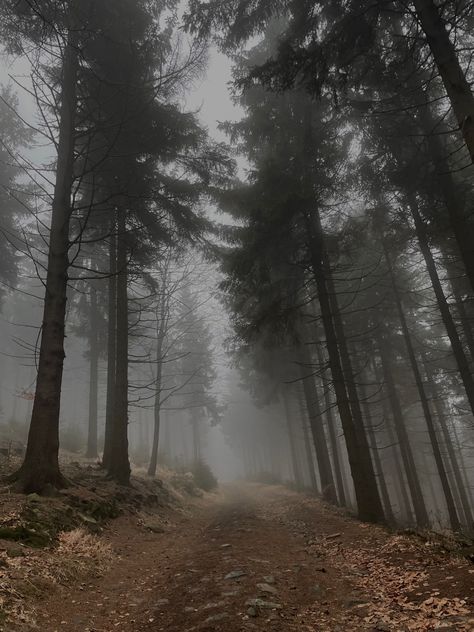 #creepy #foggy #mysterious #forest #path Creepy Forest Aesthetic, Woods Creepy, Creepy Forest, Witch Hunter, Mysterious Forest, Lost In The Woods, Forest Trail, Forest Hill, Foggy Forest