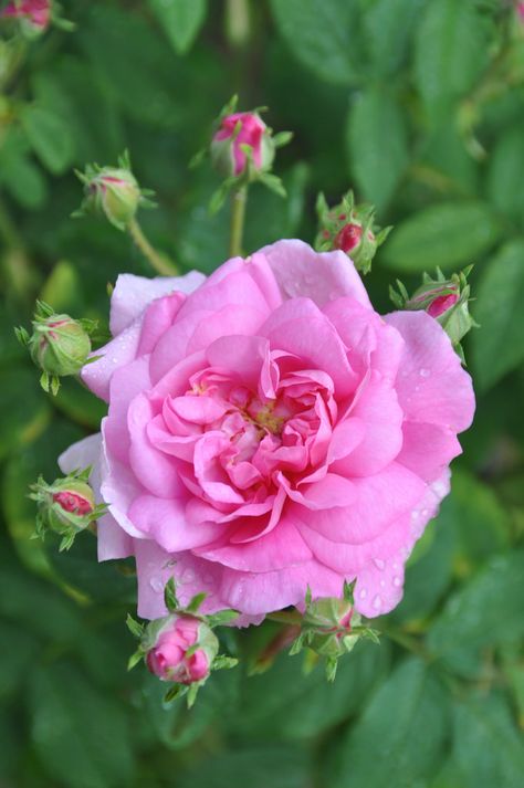 Damascena rose Rose Foto, Heritage Rose, Rose Beautiful, Rosa Damascena, Bed Of Roses, Damask Rose, Pink Garden, Rose Bush, English Roses