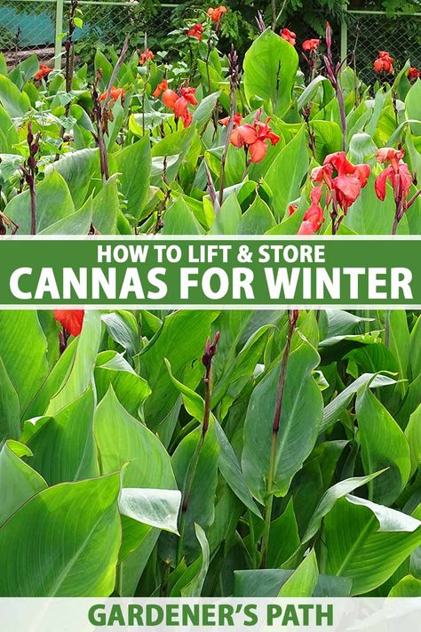 How To Store Canna Bulbs For Winter, Canna Lily Winter Storage, How To Over Winter Cannas, Over Wintering Canna Lilies, Overwinter Canna Lilies, Cannas In Landscaping, Cannas Plant, Canna Lily Landscaping, Cana Lillies