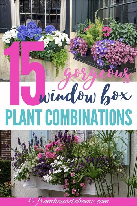 I love these window box ideas! Some of the flower boxes are for full sun and some for shade so you can find window box plant combinations that will work in your summer garden design. And there's a way to automate watering the containers so they can actually be low maintenance which is definitely a bonus. #fromhousetohome #flowerboxes #garden #plants  #containers Planter Boxes Flowers, Impatiens Plant, Flower Combinations, Window Box Plants, Window Box Garden, Summer Window, Cascading Flowers, Window Box Flowers, Window Planters