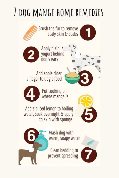 Learn how to treat your dog's mange with these 7 home remedies. #dog #mange Dog Dander Remedy, Mange In Dogs How To Get Rid Of, How To Treat Mange In Dogs, Medicine Safe For Dogs, Sick Dog Remedies, Natural Dog Remedies, Dog Flea Remedies, Dog Mange, Pet Remedies