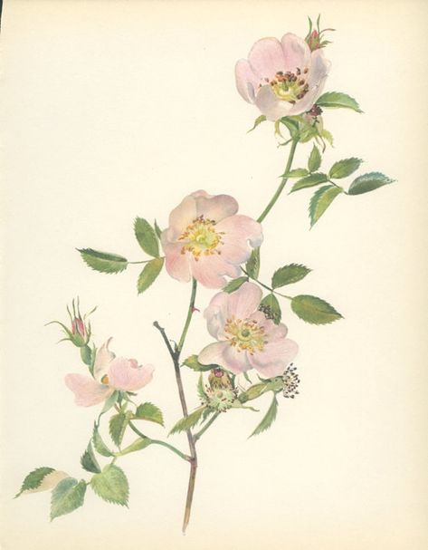 Vintage Rose Print, Pink Flower, Dog Rose, Botanical (35) Natural History, Blossom Art, 1966, Kaplicka Dog Rose Illustration, Dog Rose Tattoo, Vintage Flower Tattoo, Illustration Rose, Herb Prints, Botanical Flowers Print, Rose Flower Print, Art Door, Dog Rose