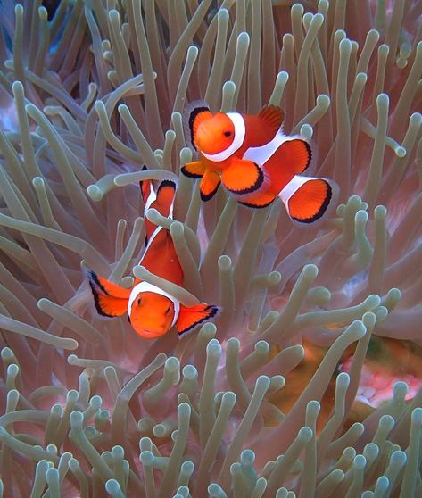 Ocellaris Clownfish Ocellaris Clownfish, Saltwater Aquarium Fish, Beautiful Sea Creatures, Marine Fish, Underwater Creatures, On The Ocean, Pet Fish, Airbrush Art, Saltwater Aquarium