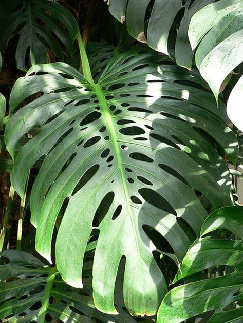 Credit: Longwood Gardens/Raul654, Wikipedia Creative Commons Plants Names, Rainforest Plants, Swiss Cheese Plant, Cheese Plant, Fruit Seeds, Monstera Deliciosa, Easy Plants, Tropical Rainforest, Swiss Cheese